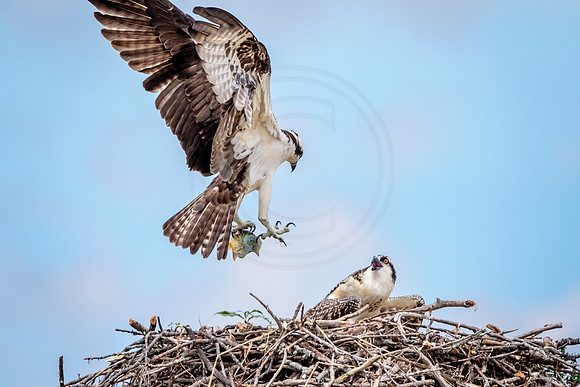 Osprey in Crown Point