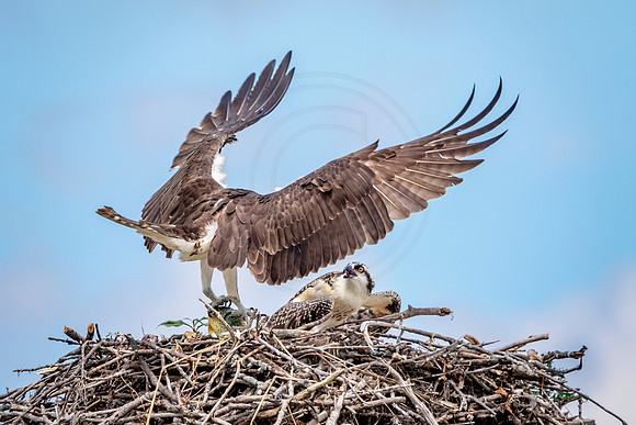 Osprey in Crown Point