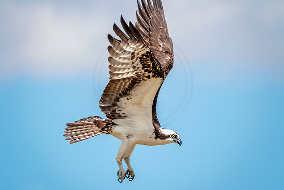 Osprey in Crown Point