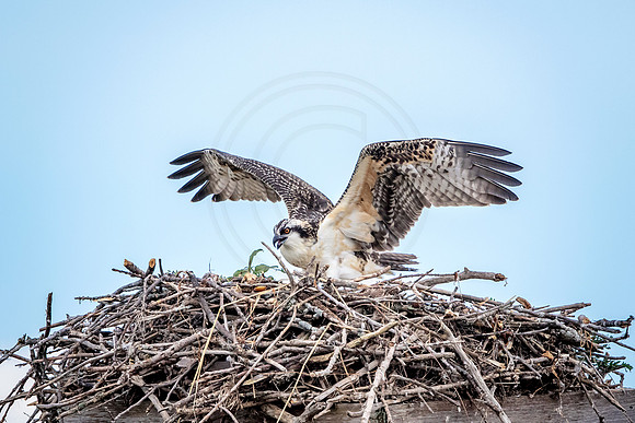 Osprey in Crown Point