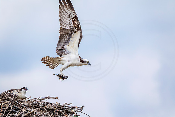 Osprey in Crown Point