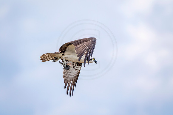 Osprey in Crown Point