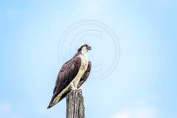 Osprey in Crown Point