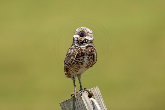 815 burrowing owl (6F3A1858) April 17, 2021