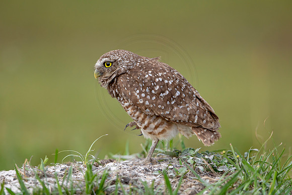 625 burrowing owl (6F3A0551) April 17, 2021