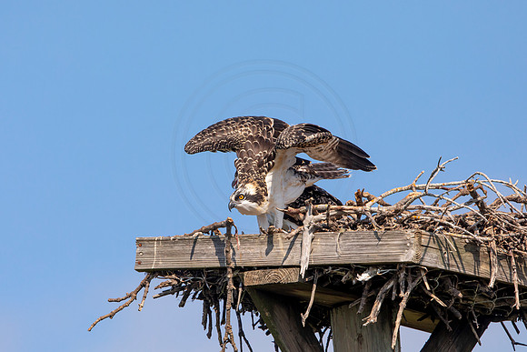 131 osprey (6F3A6497) April 15, 2021
