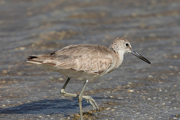 154 shorebird (6F3A6605) April 15, 2021