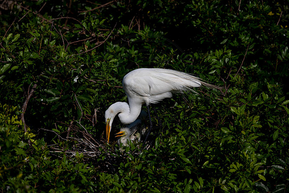 959 egret (6F3A2844) April 18, 2021