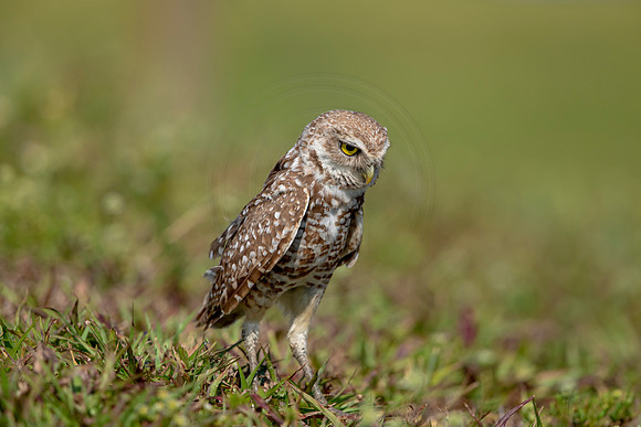 927 burrowing owl (6F3A2513) April 17, 2021