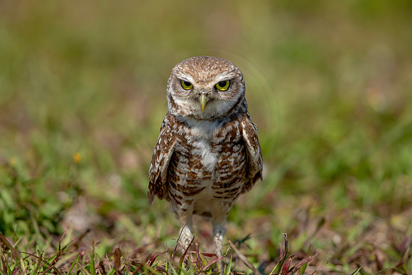 915 burrowing owl (6F3A2464) April 17, 2021