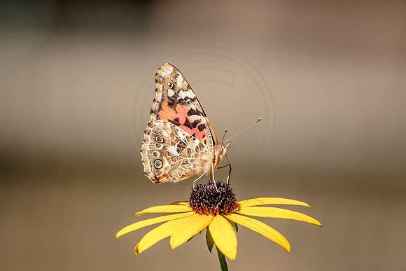 Butterflies