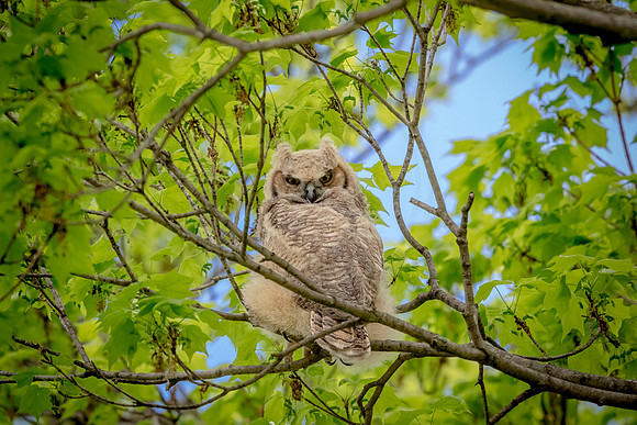 Great Horned Owllet