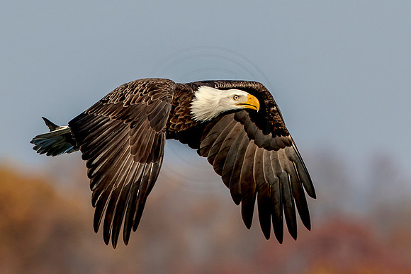 Bald Eagle at Conowingo