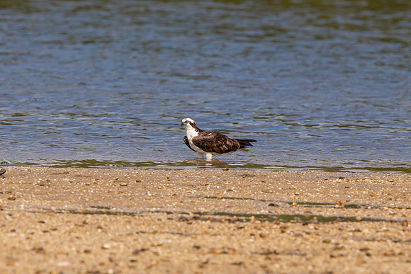 166 osprey (6F3A6664) April 15, 2021
