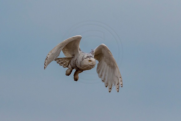 Snowy Owl on Long Beach