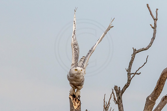 Snowy Owl on Long Beach