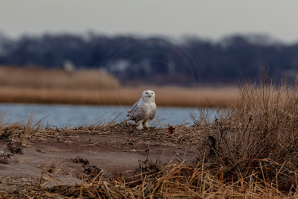 Snowy Owl on Long Beach