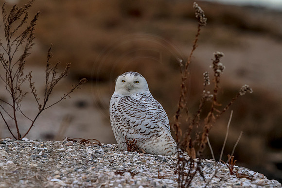 Snowy Owl on Long Beach