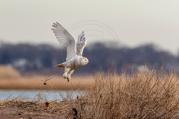 Snowy Owl in flight