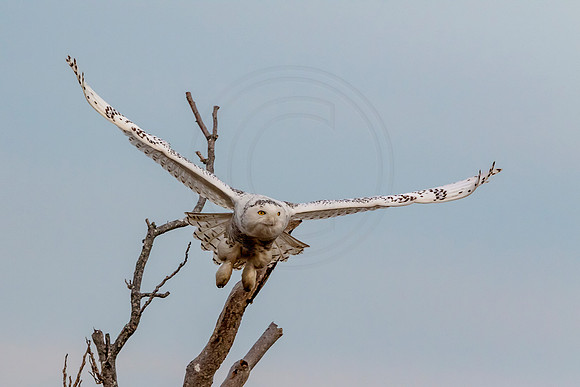 Snowy Owl on Long Beach