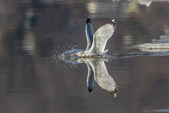 Gull Reflection