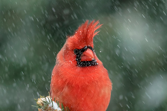 Cardinal in the snow