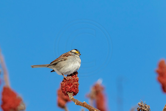 White-throated Sparrow