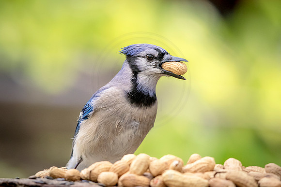 Blue Jay with peanuts