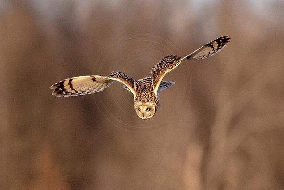 Short-eared owl