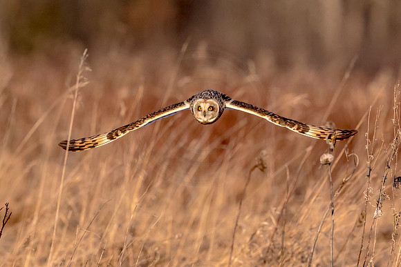 Short-eared Owl