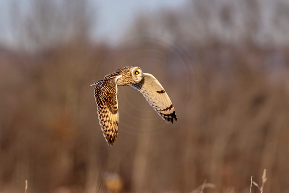 Short-eared owl