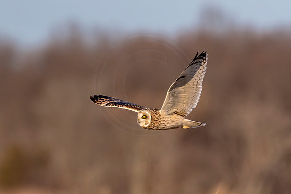 Short-eared owl