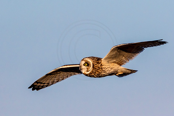Short-eared owl