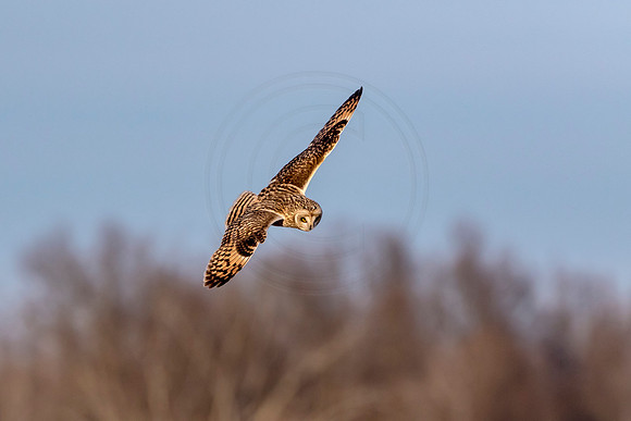 Short-eared owl
