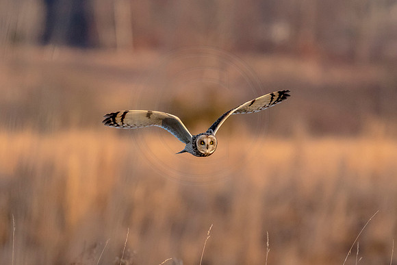 Short-eared owl