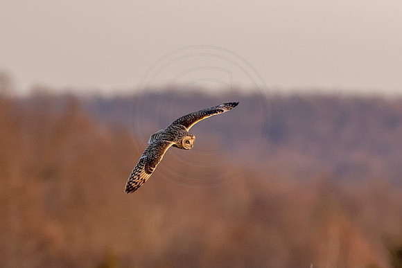 Short-eared owl