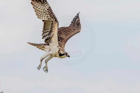 Osprey in Crown Point