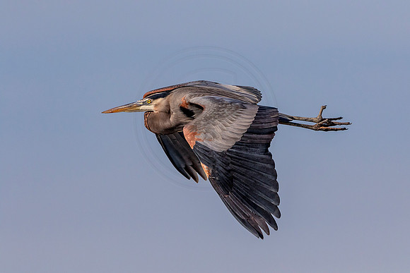 Great Blue Heron in flight
