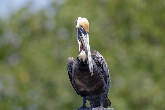 284 pelican (6F3A7815) April 15, 2021