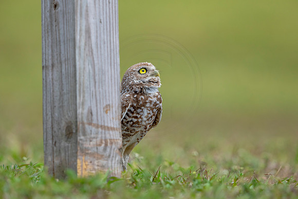 796 burrowing owl (6F3A1737) April 17, 2021