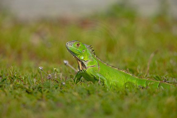 479 iguana (6F3A9013) April 15, 2021
