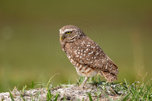 619 burrowing owl (6F3A0527) April 17, 2021