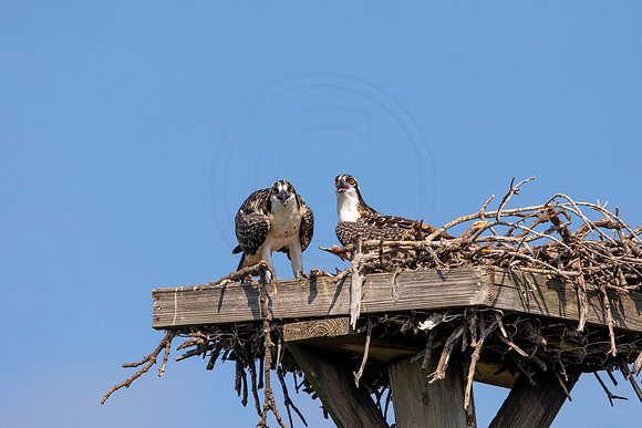 121 osprey (6F3A6456) April 15, 2021