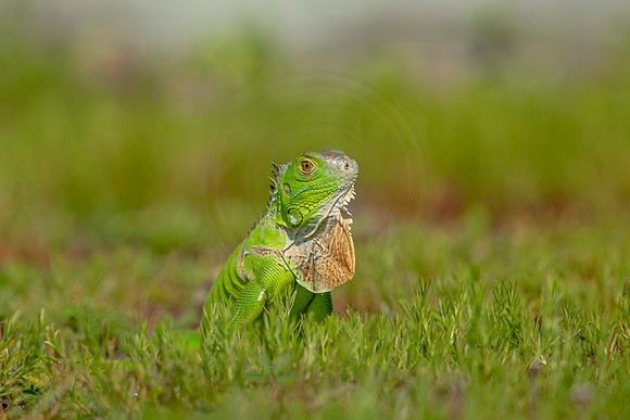 489 iguana (6F3A9050) April 15, 2021