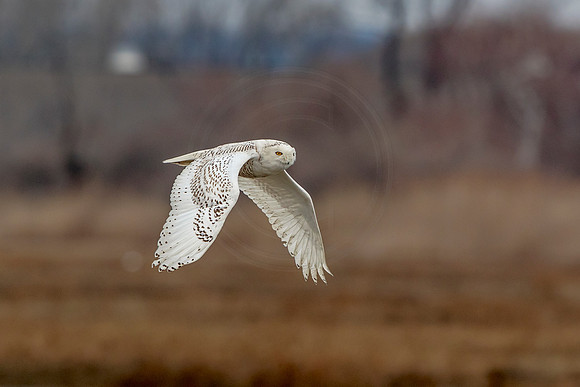 Snowy Owl in flight