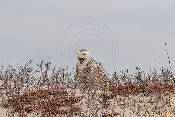Snowy Owl on Long Beach