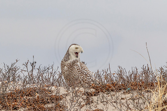 Snowy Owl on Long Beach