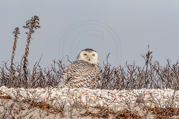 Snowy Owl on Long Beach