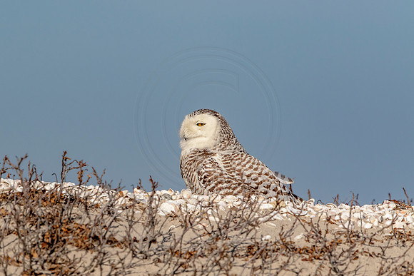 Snowy Owl on Long Beach