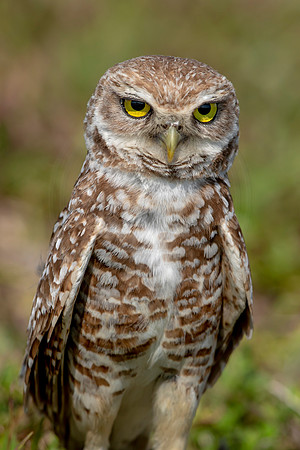 921 burrowing owl (6F3A2490) April 17, 2021